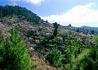 Mandelblüte auf La Palma : Kiefern, Wald